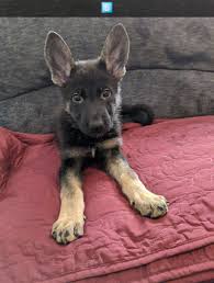 German shepherds shed all year long, however, they blow their ethical breeders always make sure that only healthy dogs breed together and follow a strict breeding program where they ensure that breeding. German Shepherd Puppies For Sale Lakeville Mn 322463