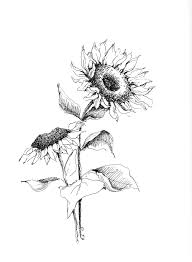 Black And White Line Art Sunflower Drawing Pin On Drawing