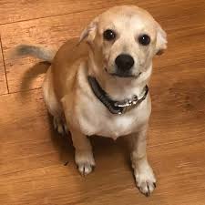 Chihuahua mixes are chihuahuas which have been cross bred with another pedigree dog, resulting in new chihuahua breeds. 23 Chihuahua Mixed Breeds Adorable Cute Chi Mixes Teacup Dog Daily