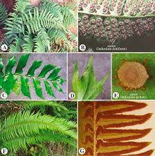 Image result for Pteris