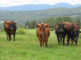 Prononciation de canadienne définition canadienne traduction canadienne signification canadienne dictionnaire canadienne quelle est la définition de canadienne. 8 Canadienne Ideas Cattle Breeds Cow