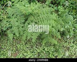 Image result for Hypolepis sparsisora