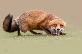 She S Laughin At Me It Seems Like She Was Laughin At Me Red Fox Love Them You Have Got To Cute Animals Animals Beautiful Animals Wild
