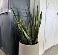 Sansevieria Laurentii, Snake Plants