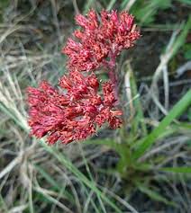 Image result for Crassula maputensis