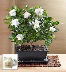 We did not find results for: Gardenia Bonsai 1800flowers Com 18202