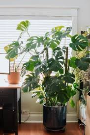 My Monstera Plant Is Starting To Outgrow Its Space Purchased From Ikea 3 Years Ago Indoorgarden Plants Monstera Terrarium Plants