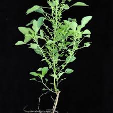 Image result for Acalypha ciliata