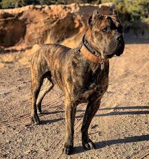 It is used for personal protection, tracking, law enforcement, as a guard dog, and as a companion dog. Cane Corso Colors All Colors Explained With Pictures