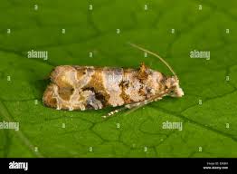 Image result for Lobesia botrana grapevine