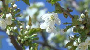 Like the okame, there's only one shirofugen, and it's notable since its large flowers blossom white, then turn pink with age. Flowers Of The Cherry Tree Stock Footage Video 100 Royalty Free 26965969 Shutterstock