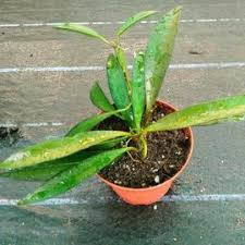 Hoya shepherdii, hoya meliflua в резерве. Search Results For Hoya Uhlig Kakteen More Than 5 000 Different Species