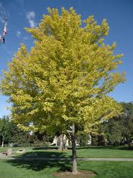 Maybe you would like to learn more about one of these? Freeman Maple Facilities