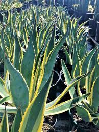 Image result for Agave americana