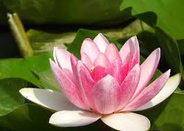 ハスの花言葉 清らかな仏様のシンボルなのに 縁起が悪い花 花言葉のはなたま