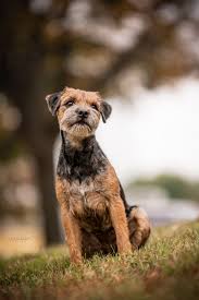 Image result for border teriér