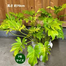 クッカバラ ライム