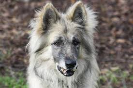 Bao Chien Berger Belge Tervueren A Adopter Dans La Region Ile De France Den er en god brukshund. chien berger belge tervueren a adopter