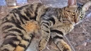 Walaupun kucing bengal identik dengan kucing hutan, namun kucing ini menjadi hewan yang. Kucing Bengal Marble Kucing Kampung Atau Kucing Hutan Youtube