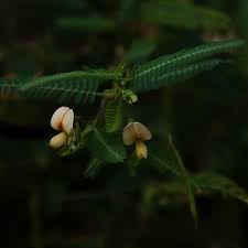 Image result for Aeschynomene indica