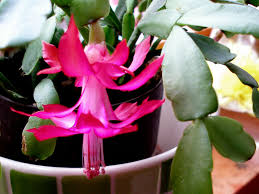 Learn all about repotting christmas cactus i'll also tell you why how and when to do it, and the best soil mix and correct pot size to use when transplanting a christmas cactus! Why Do Christmas Cactus Leaves Turn Red World Of Succulents