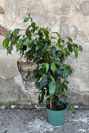 Image result for Ficus demeusei