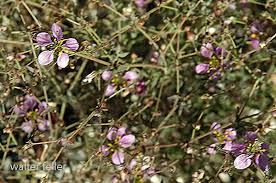 Image result for Fagonia