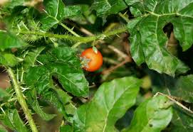 Image result for Solanum capsicoides