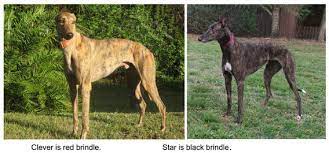 There are two forms of greyhound racing, track racing (normally around an oval track) and coursing. All About Greyhounds Bay Area Greyhound Adoption
