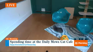 Checking out the Daily Mews Cat Cafe