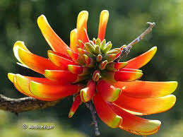 Image result for Erythrococca zambesiaca