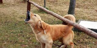 Dogs barking | 11 dog breeds barking hd sound effect make your dog or cat go crazy! Stop Dog Barking Dog Training Kathy Santo