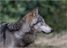 A1058 The Wolves Of Gevaudan By Lothringen On Deviantart Wolf Animals Places In Florida