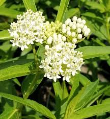 Ice Ballet Swamp Milkweed A Showy Upright Perennial With Large Flat Clusters Of White Blooms A Host To The Monarch Swamp Milkweed Milkweed Romantic Garden
