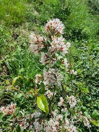 Image result for Combretum acutifolium