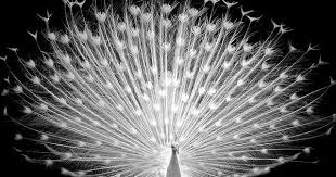 White Peacock By Timothy Riley Via Flickr Goruntuler Ile Beyaz Tavus Kusu Resimler Kus