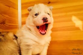 Vous allez être bientôt propriétaire d'un petit chien ou petit chat ? Plus De 875 Nom De Chien En R Pour 2020 Idee De Nom Male Femelle