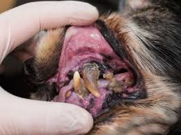 Periodontal Disease In Dogs Providence Animal Hospital Charlotte Veterinarian