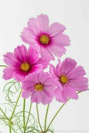 Pin On Flowers