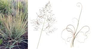 Image result for Eragrostis patentipilosa