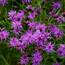 Image result for Vernonia sutherlandii