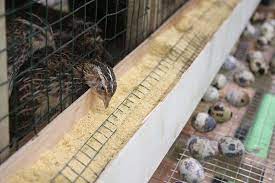 Cara membuat kandang burung puyuh modern kapasitas 1 000 ekor. Cara Ternak Puyuh Sukses Lokasi Kandang Bibit Perawatan Pakan Burung