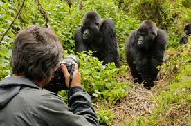 The fact that there are roughly 700 silverbacks left in. Silverback Gorillas Dian Fossey Facts National Geographic Expeditions