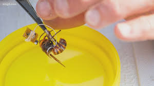 Want to grow plants to repel bees and wasps from your yard? State Officials Catch Asian Giant Hornet Alive In Whatcom County King5 Com
