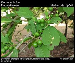 Image result for Flacourtia indica