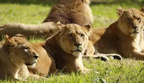 Vip Tours At Longleat Visit Bristol