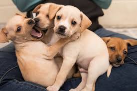 When these puppies are ready to walk around on their own, they'll need plenty of clear, open space to navigate. Puppy Development Stages Best Friends Animal Society