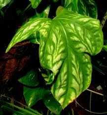 Image result for Cercestis congensis