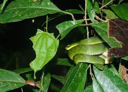 It is also readily available in many ethnic groceries and supermarkets in these areas. Loro Machaco Snake Picture Of Llaquipallay Lodge And Expeditions Nauta Tripadvisor