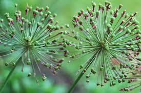 Allium Seed Heads By Roddh Via Flickr Architectural Plants Seeds Mushroom Seeds